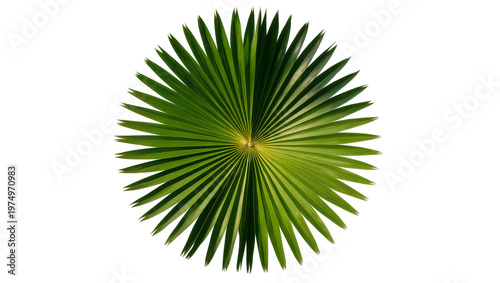 фотографія Isolated green tropical palm leaf, a vibrant natural element with beautiful text