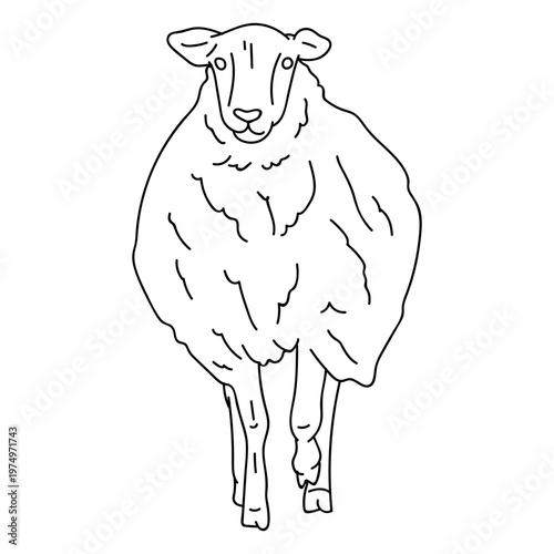 Sheep lamb hoof wool ear stroke