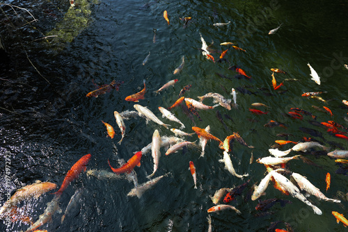 Koi fish swim in clear pond water at a peaceful garden during sunny day