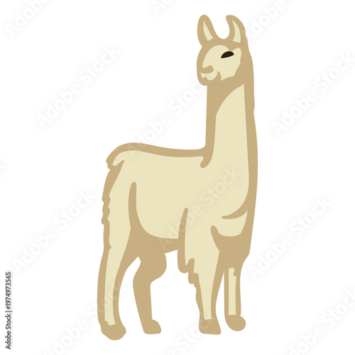 Flat llama standing