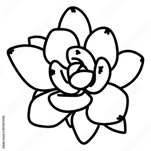 Echeveria plant succulent stroke