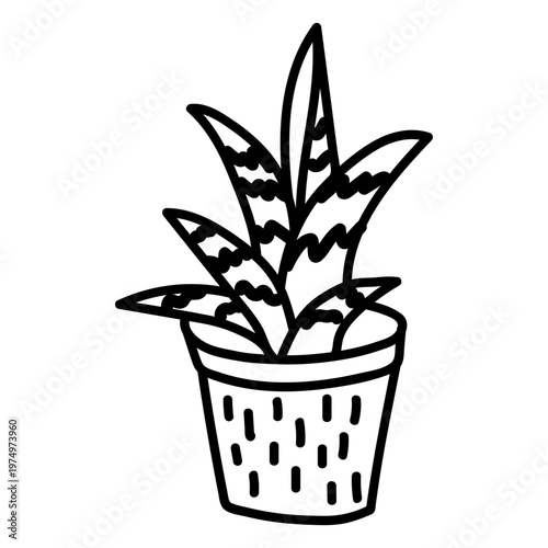 Gasteria succulent illustration