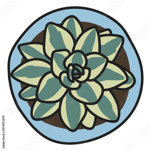 Plant succulent illustration