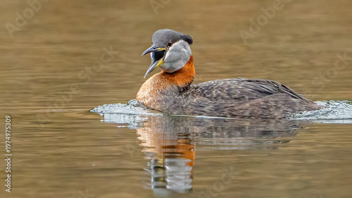 Red Neck Grebe in Fernan Lake Idaho