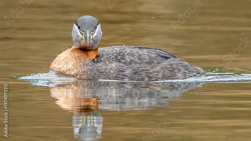 Red Neck Grebe in Fernan Lake Idaho