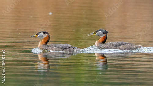 Red Neck Grebe in Fernan Lake Idaho