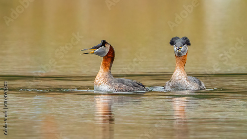 Red Neck Grebe in Fernan Lake Idaho