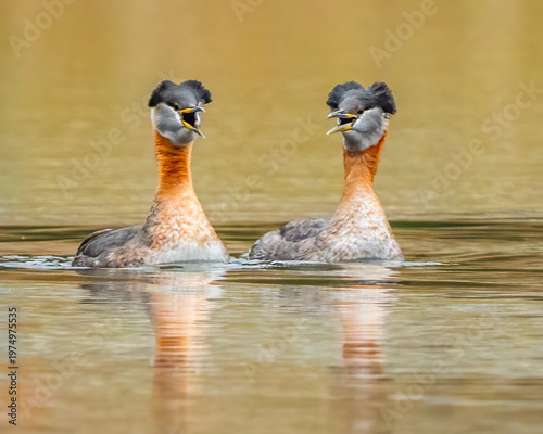 Red Neck Grebe in Fernan Lake Idaho