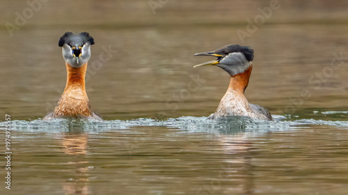 Red Neck Grebe in Fernan Lake Idaho