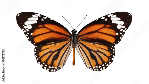 Foto Isolated beautiful orange and black butterfly with open wings, elegant monarch insect on clean cutout