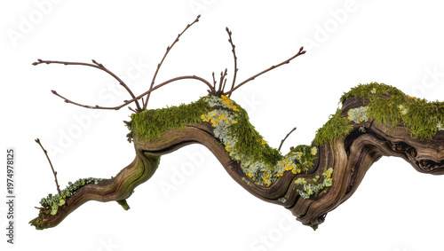 Foto Isolated gnarled and twisted old branch with vivid green moss, colorful lichens, and sprouting buds