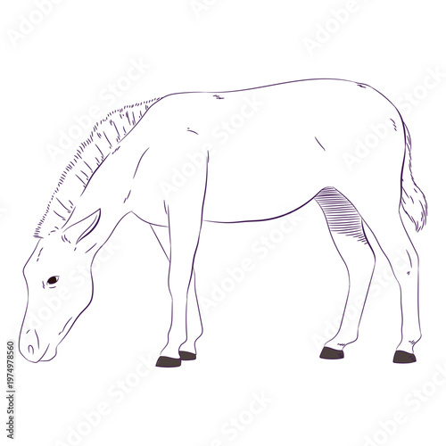 Wild animal zebra hand drawn