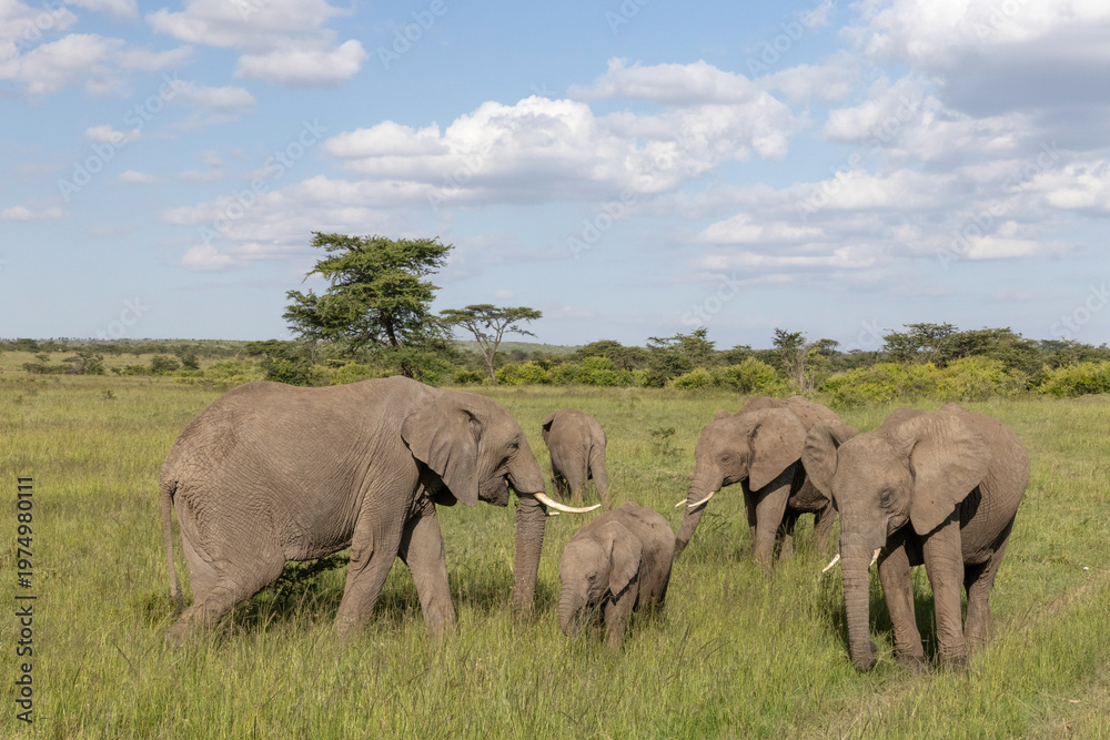 Fototapeta premium Elephant Family