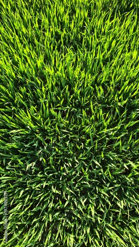 dense green grass blades in close up create vivid natural texture under bright sunlight showing fresh growth and vibrant spring energy