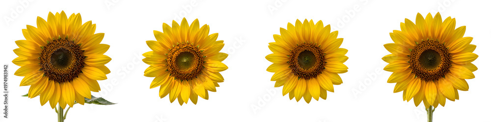 Fototapeta premium Four bright sunflowers in full bloom stand out against the dark backdrop, a study in contrasts