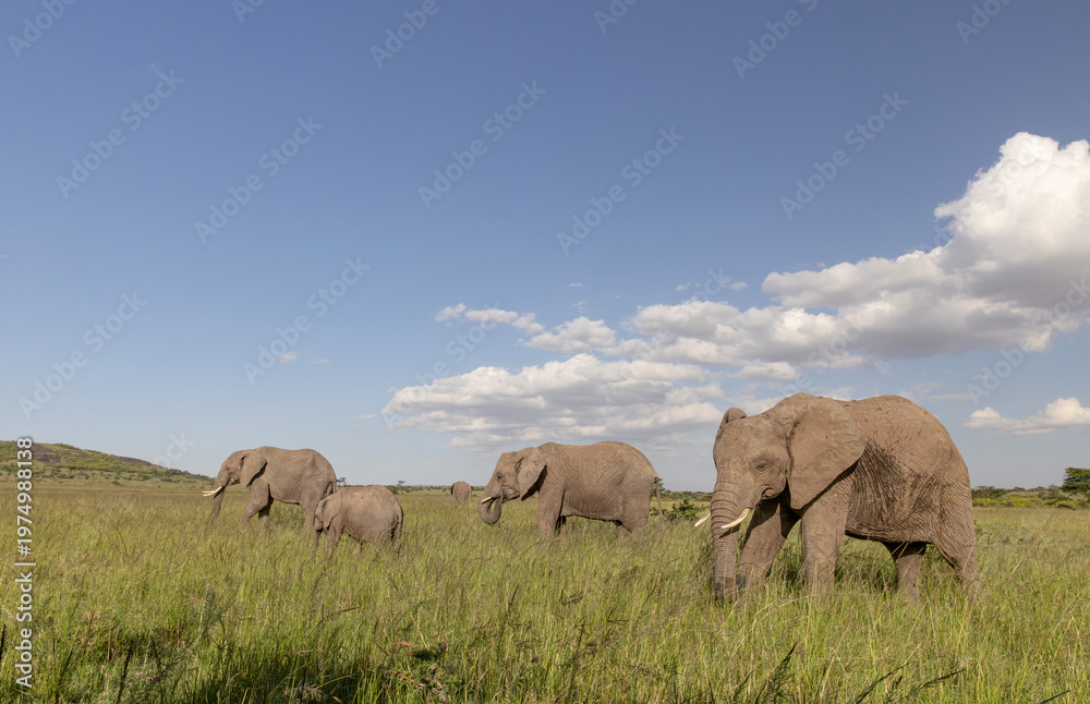 Obraz premium Elephant Herd