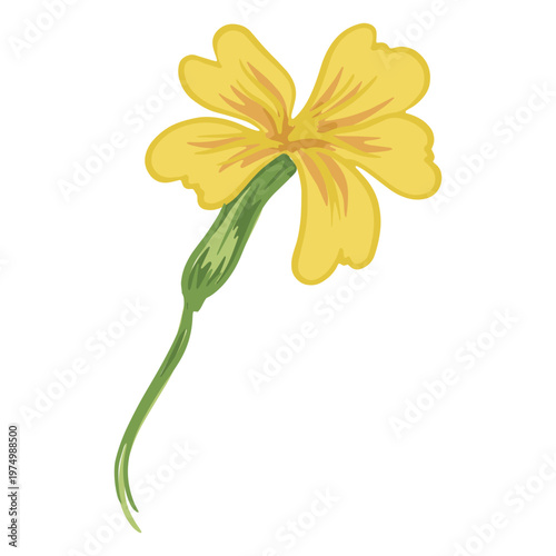 Fényképezés Yellow jessamine illustration