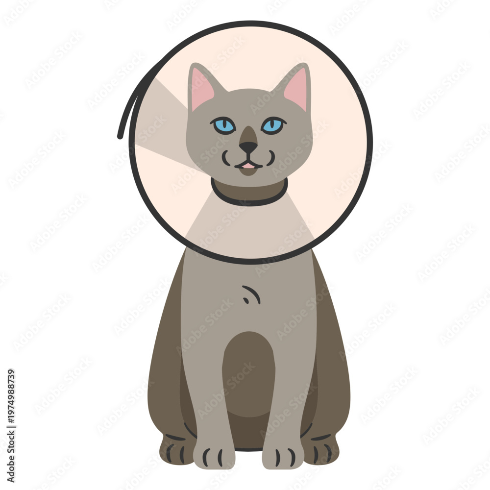 Fototapeta premium Cat with Neck Cone
