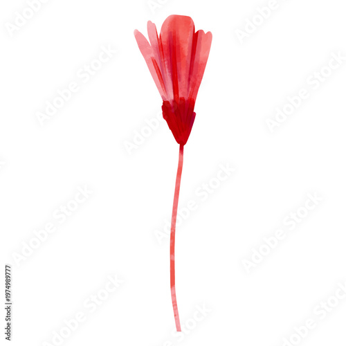 Red watercolor flower bud