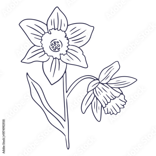 Daffodils drawing