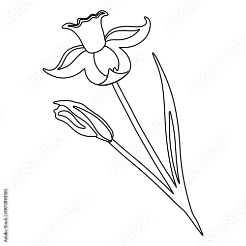 Elegant floral line art design featuring a daffodil and tulip