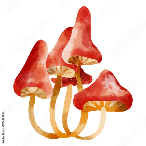 Watercolor illustration of red mushrooms