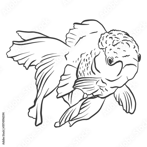 Black and white drawing of a goldfish