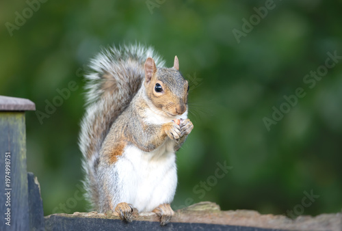 Grey squirrel eating nut on a garden fence