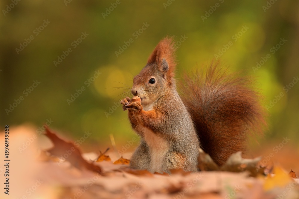 Fototapeta premium Red squirrel Sciurus vulgaris eurasian cute darling forest meadow animal red rusty in nature eyes beautiful loving, tree filbert collect nuts draw village, runs jump fast cubs caress, big ears, Europe