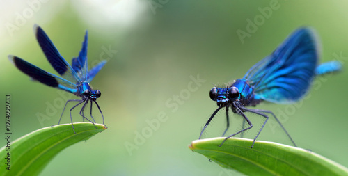 river bright blue dragonflies on a green leaf. close up.