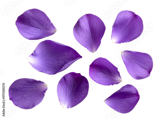 Delicate purple flower petals scattered across a dark background