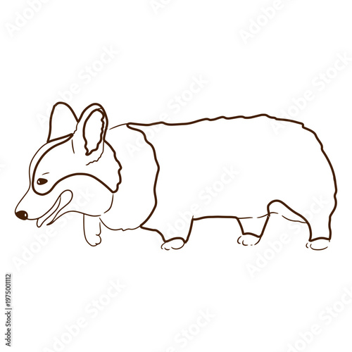 Corgi pet animal stroke