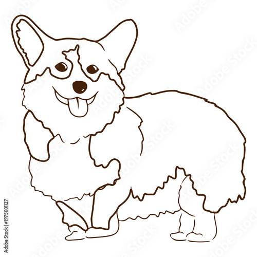 Photography Corgi cute pet animal dog stroke