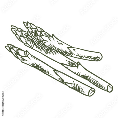 Two asparagus spears