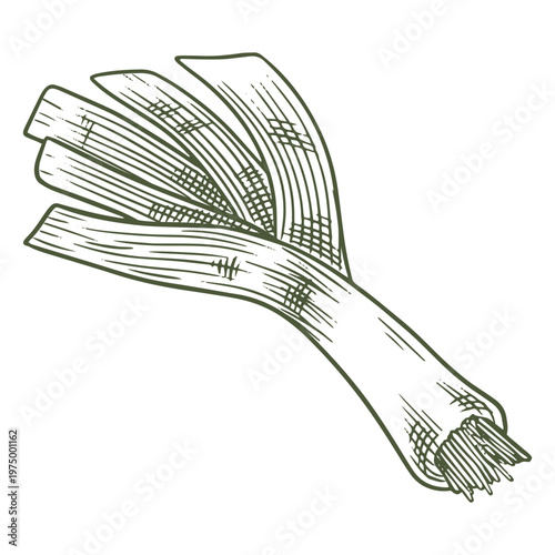 Green illustration of leek