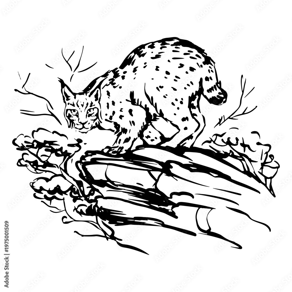 Obraz premium Lynx in a branch sketch