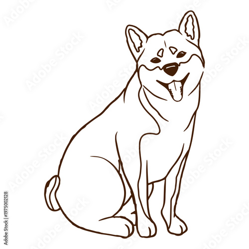 Adorable Shiba Inu dog