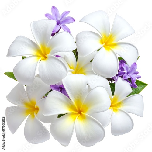A vibrant close-up of frangipani blossoms, accented with purple hyacinth and green leaves, against a stark white backdrop