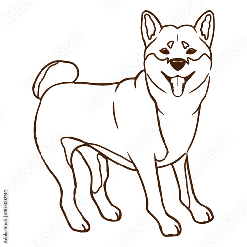 Shiba Inu breed dog