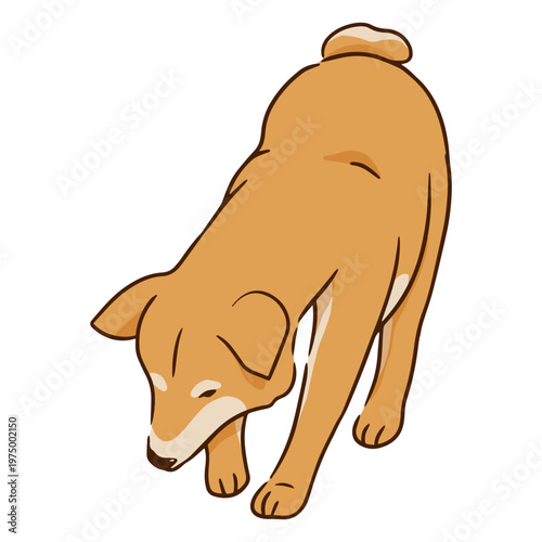 Cute dog breed Shiba Inu digging