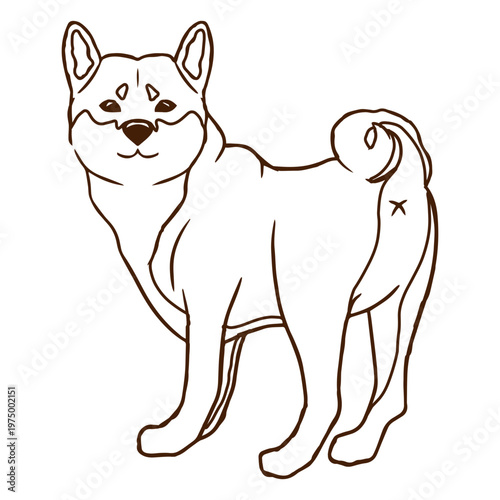 Japanese Shiba Inu dog