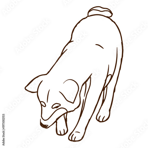 Shiba Inu dog digging