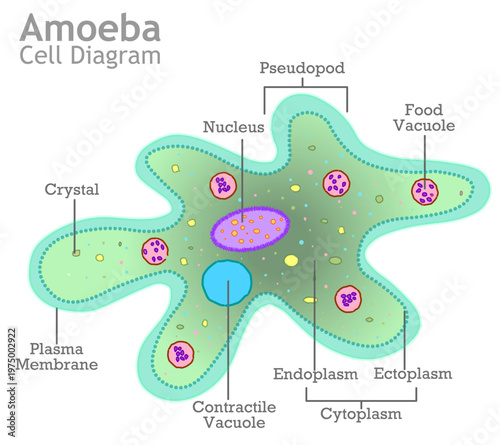 Amoeba anatomy. Unicellular organism, example. green, blue proteus transparent structure, diagram. Endoplasm, cytoplasm, pseudopodia, nucleus, food, contractile, vacuole. Illustration vector