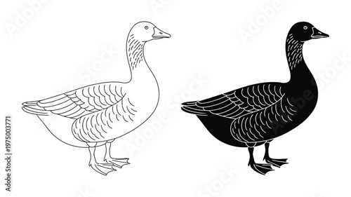 A domestic goose standing, presented in both detailed outline and bold solid black styles.