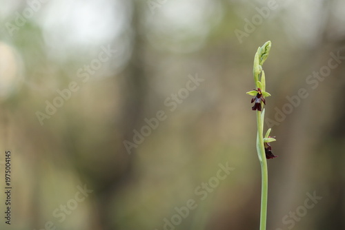 una orchidea Ophrys insectifera in primavera al tramonto