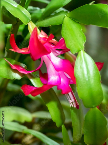 beautiful blooming Schlumberger cactus on the windowsill