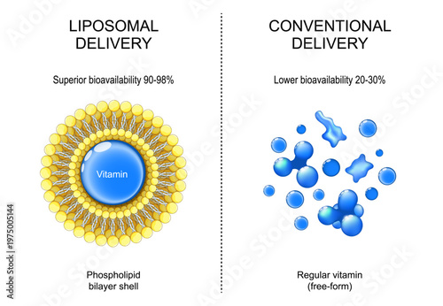 Liposomes for drug delivery. Сomparison of conventional free form vitamin and vitamin in phospholipid bilayer shell.