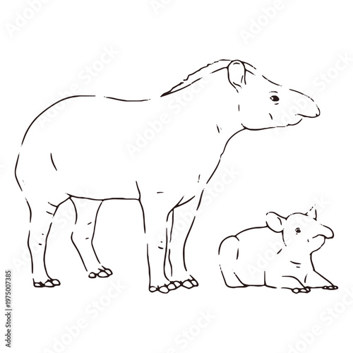 Wildlife baby animal tapir stroke