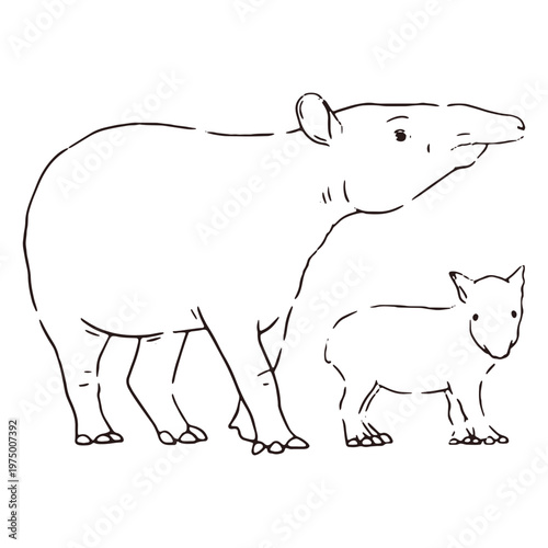 Wildlife baby and mother tapir stroke