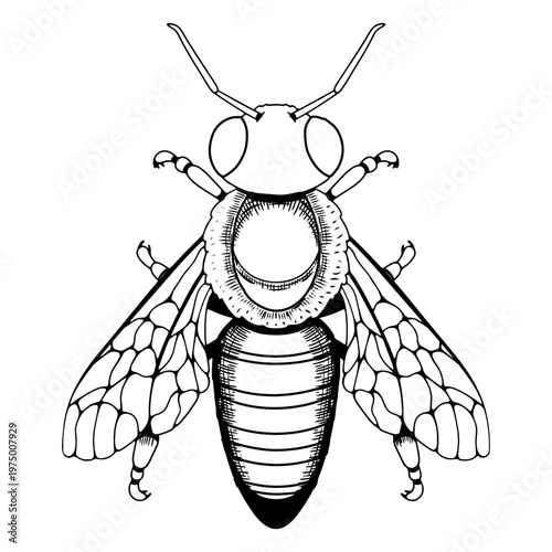 Detailed sketch of a bee
